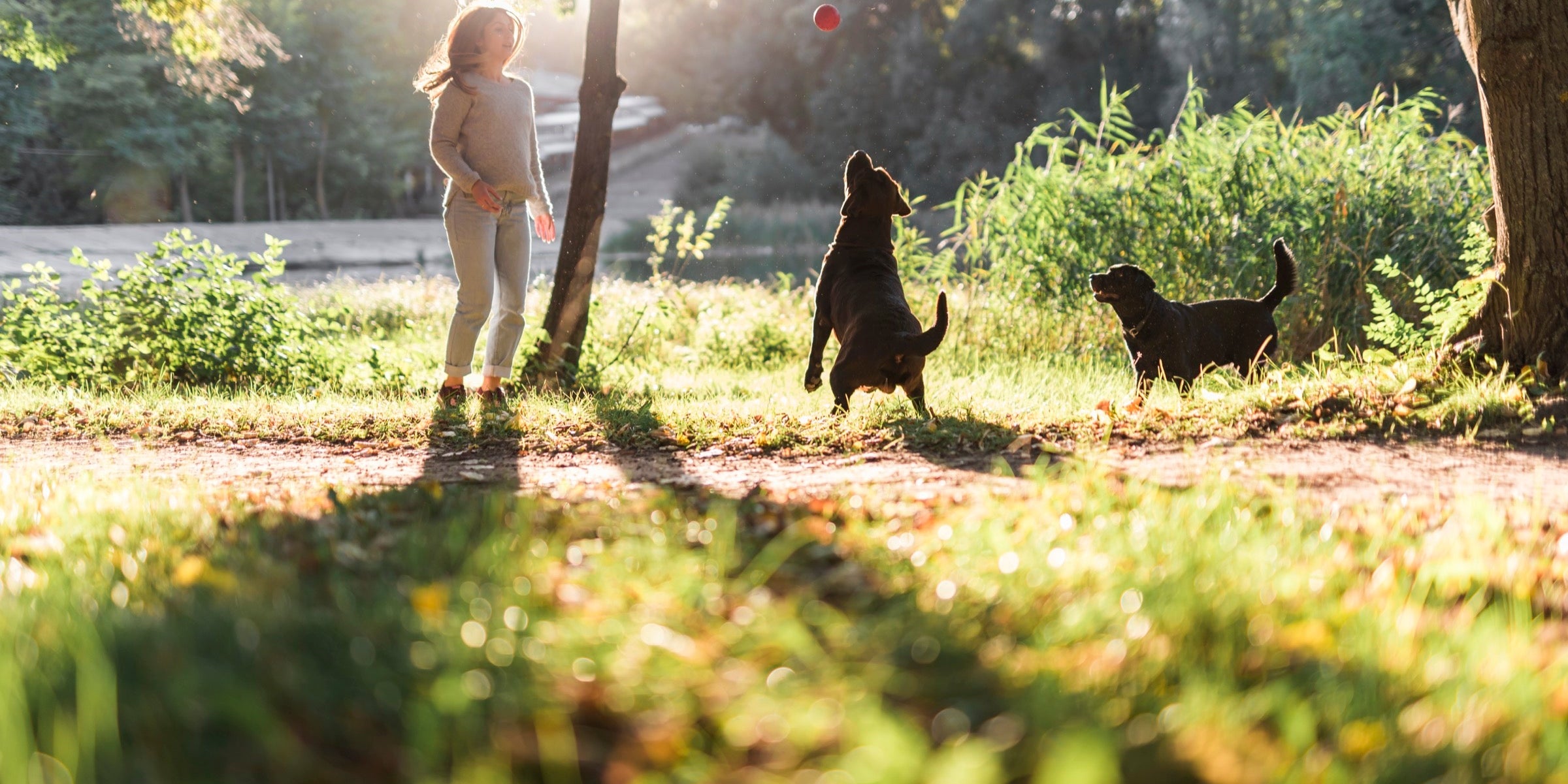 First-Time Tips for Taking Your Dog to the Dog Park