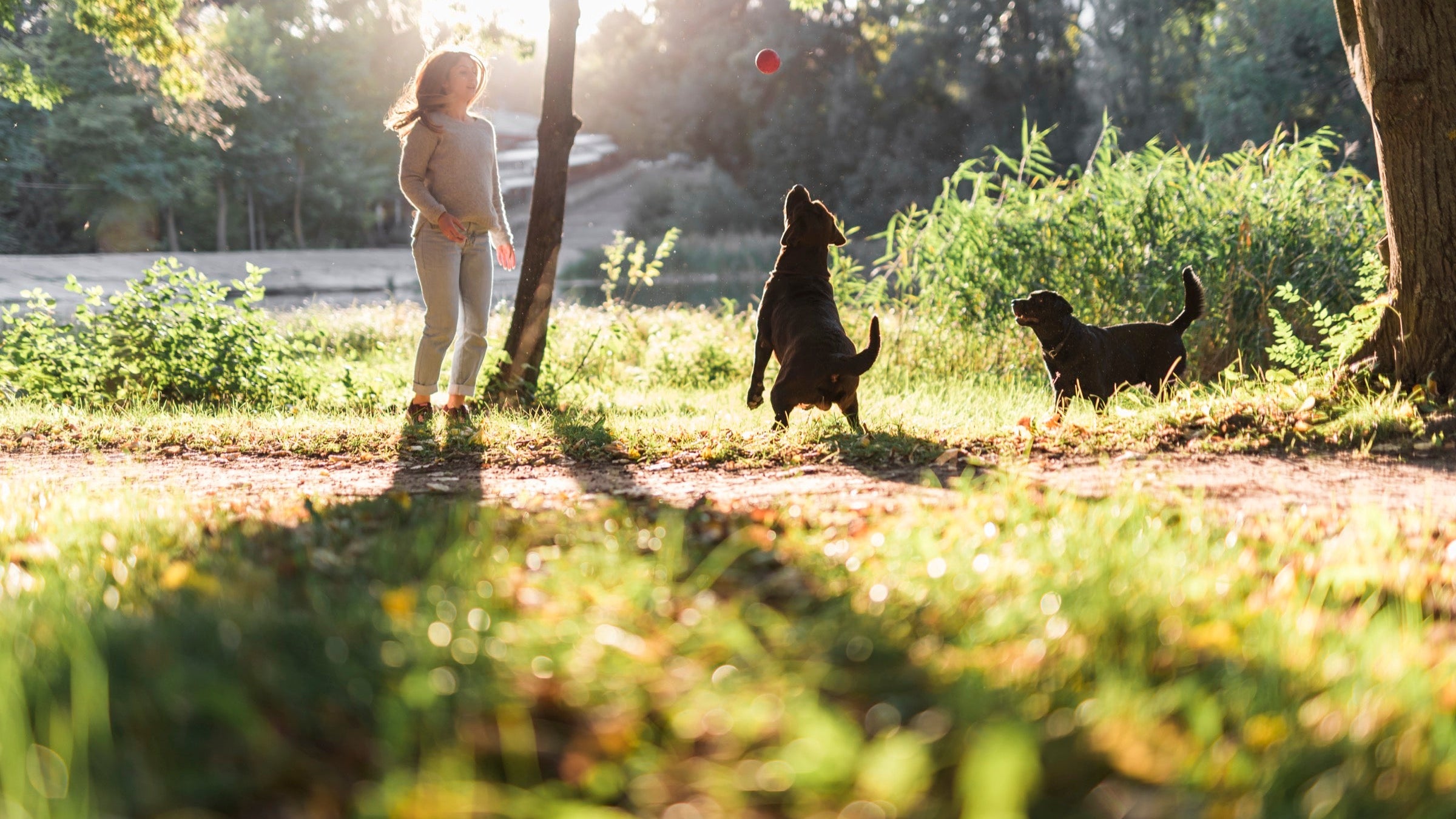 First-Time Tips for Taking Your Dog to the Dog Park