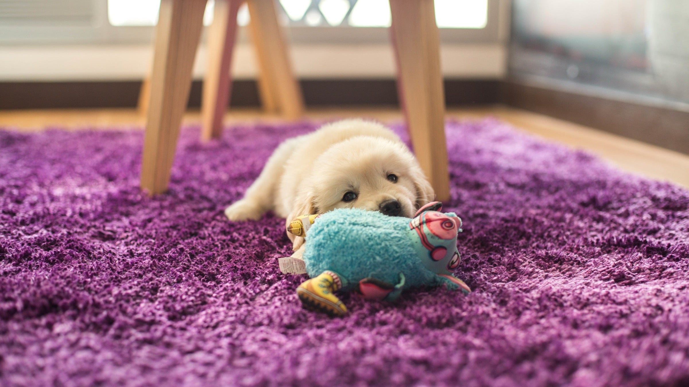 Potty Training 101: Because Your Rug Has Been Through Enough