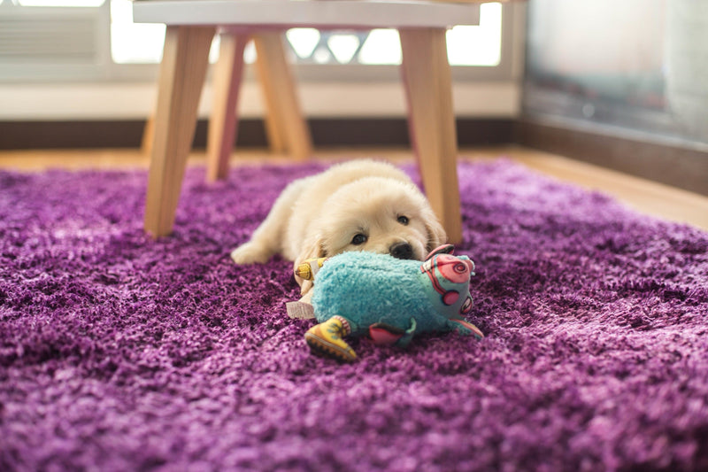 Potty Training 101: Because Your Rug Has Been Through Enough