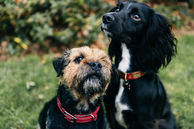 Introducing Pets to Other Animals (Without Creating Total Chaos)