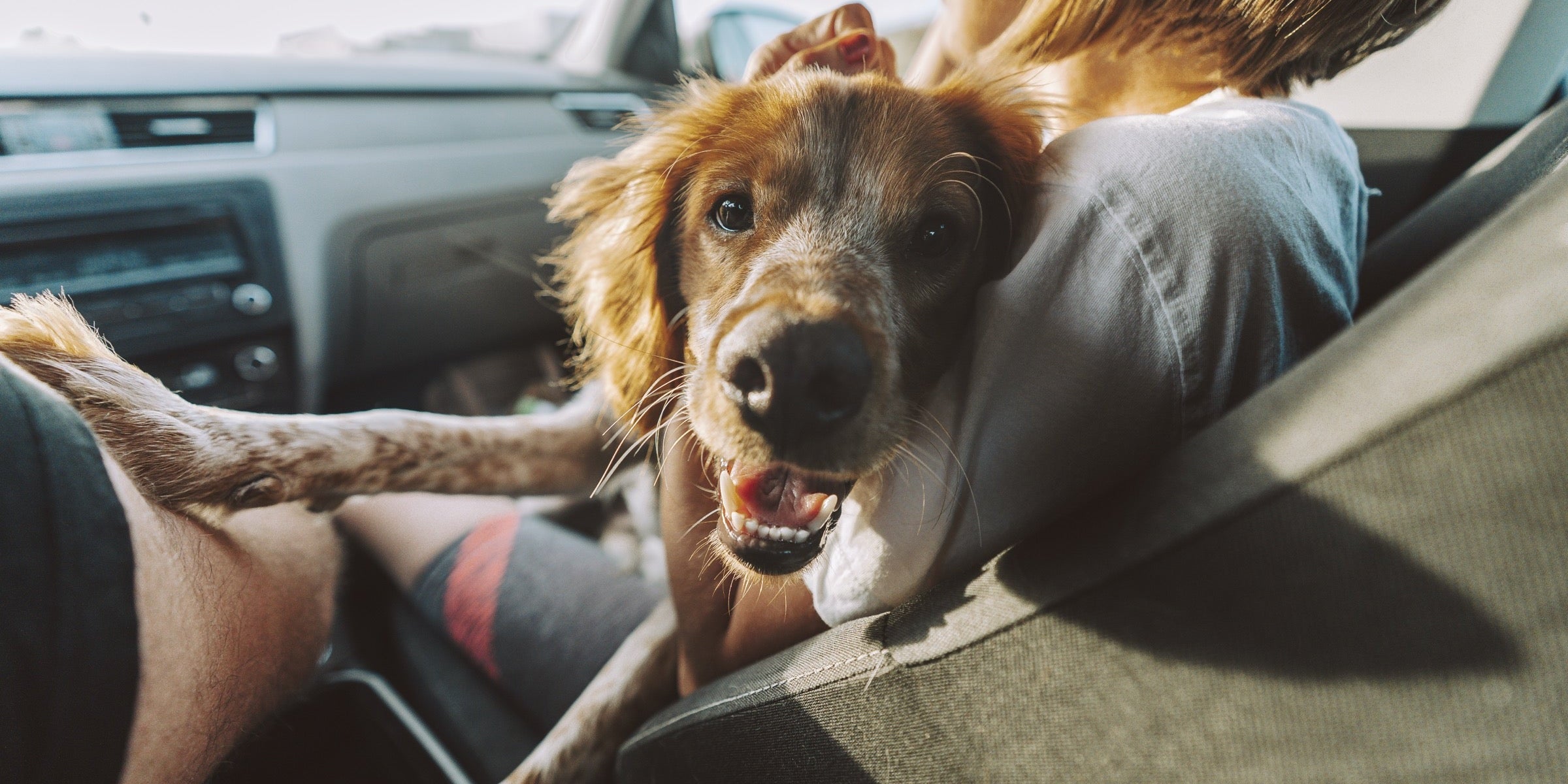 The Dog Parent's Guide to Road Trips