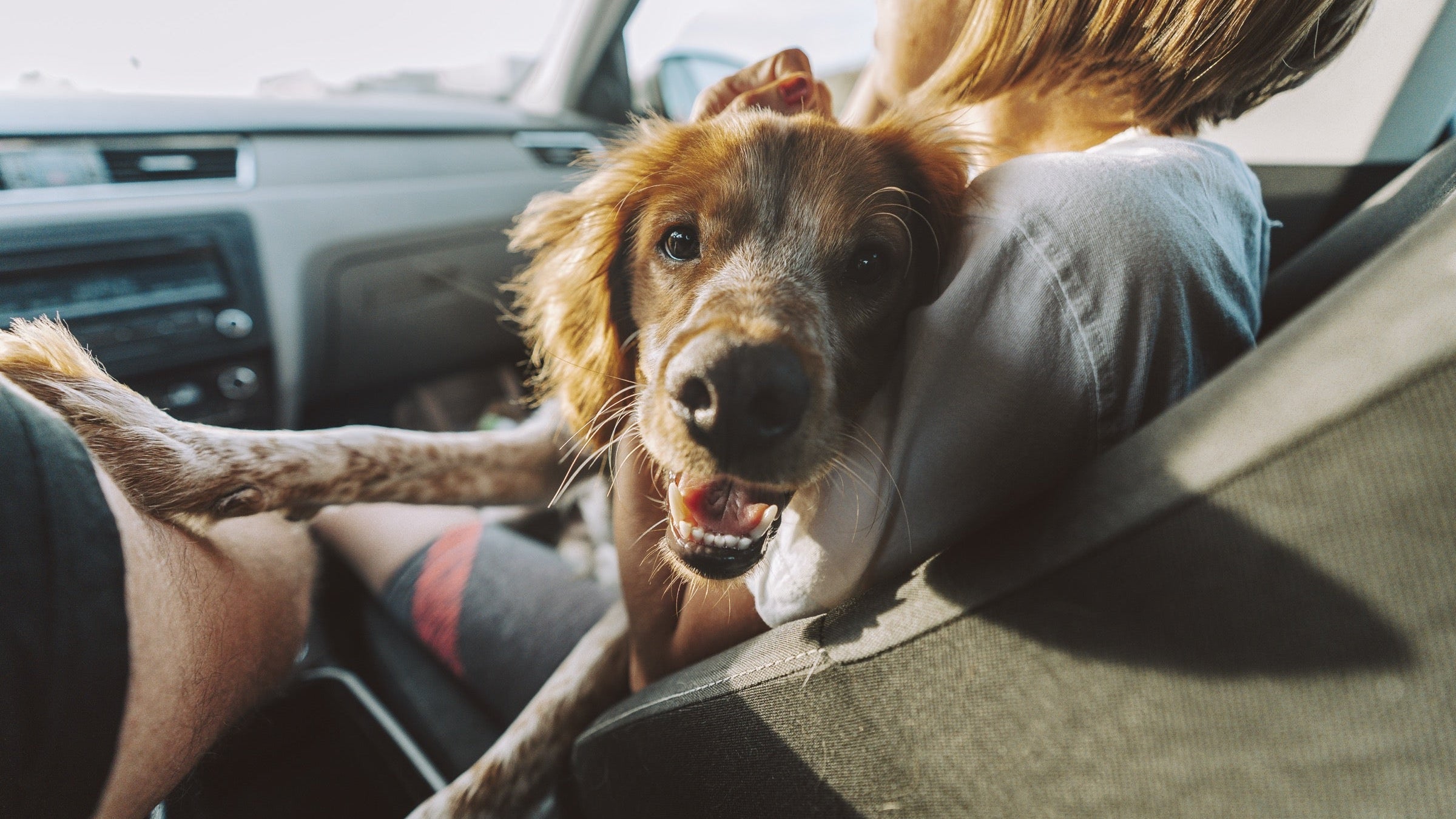 The Dog Parent's Guide to Road Trips