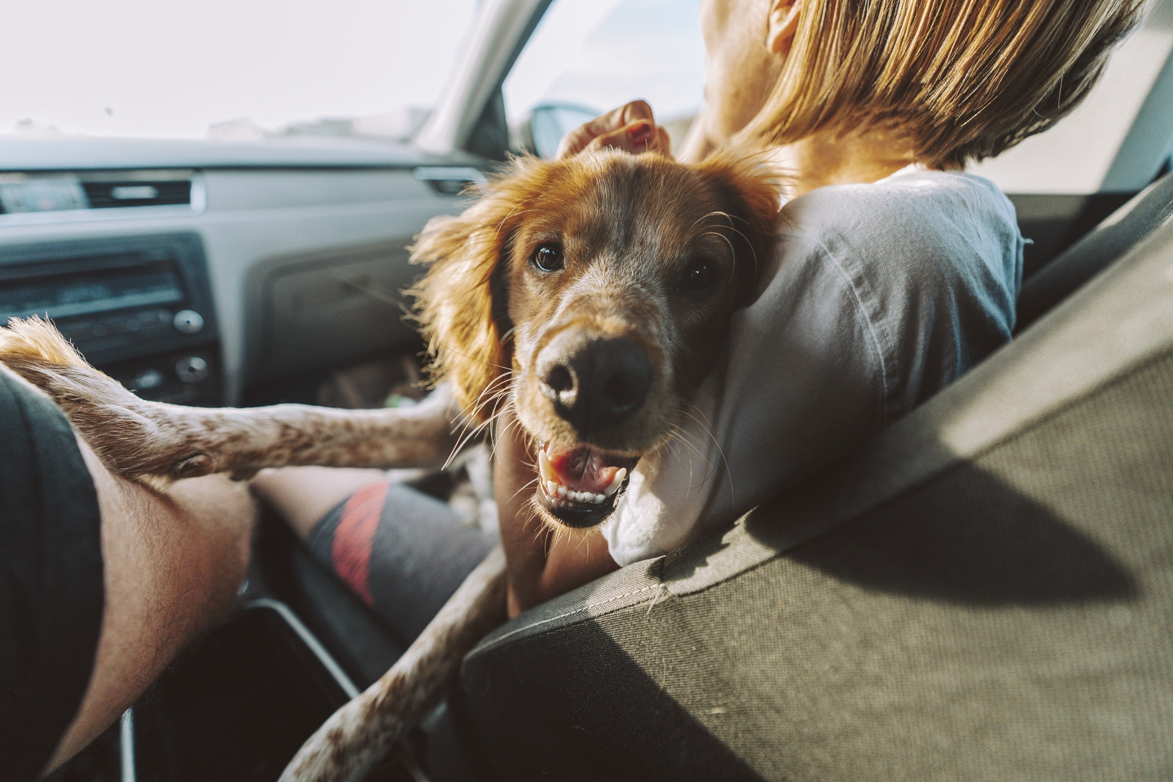 The Dog Parent's Guide to Road Trips