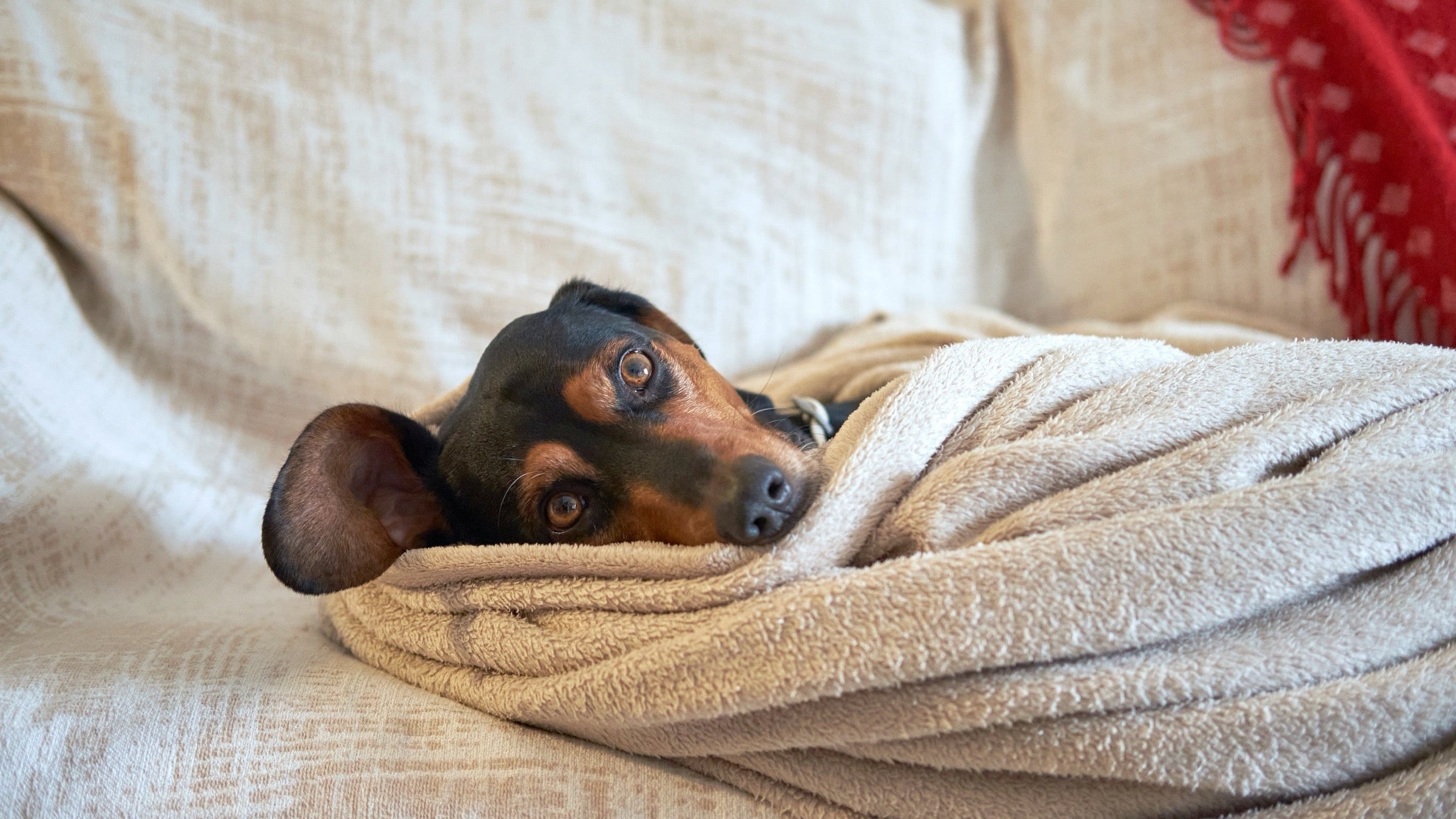 How to Help Your Dog Through Fireworks, Thunderstorms & Other Scary Noises