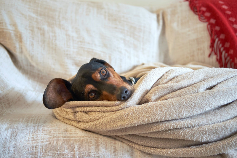 How to Help Your Dog Through Fireworks, Thunderstorms & Other Scary Noises
