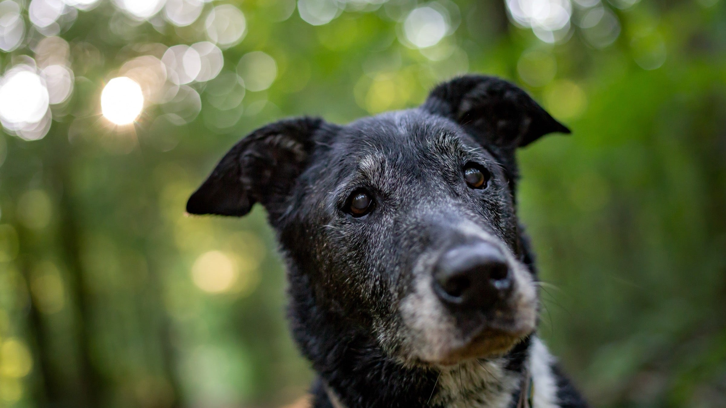 Your Dog Is Getting Older. Here's What Changes (and What Doesn't).