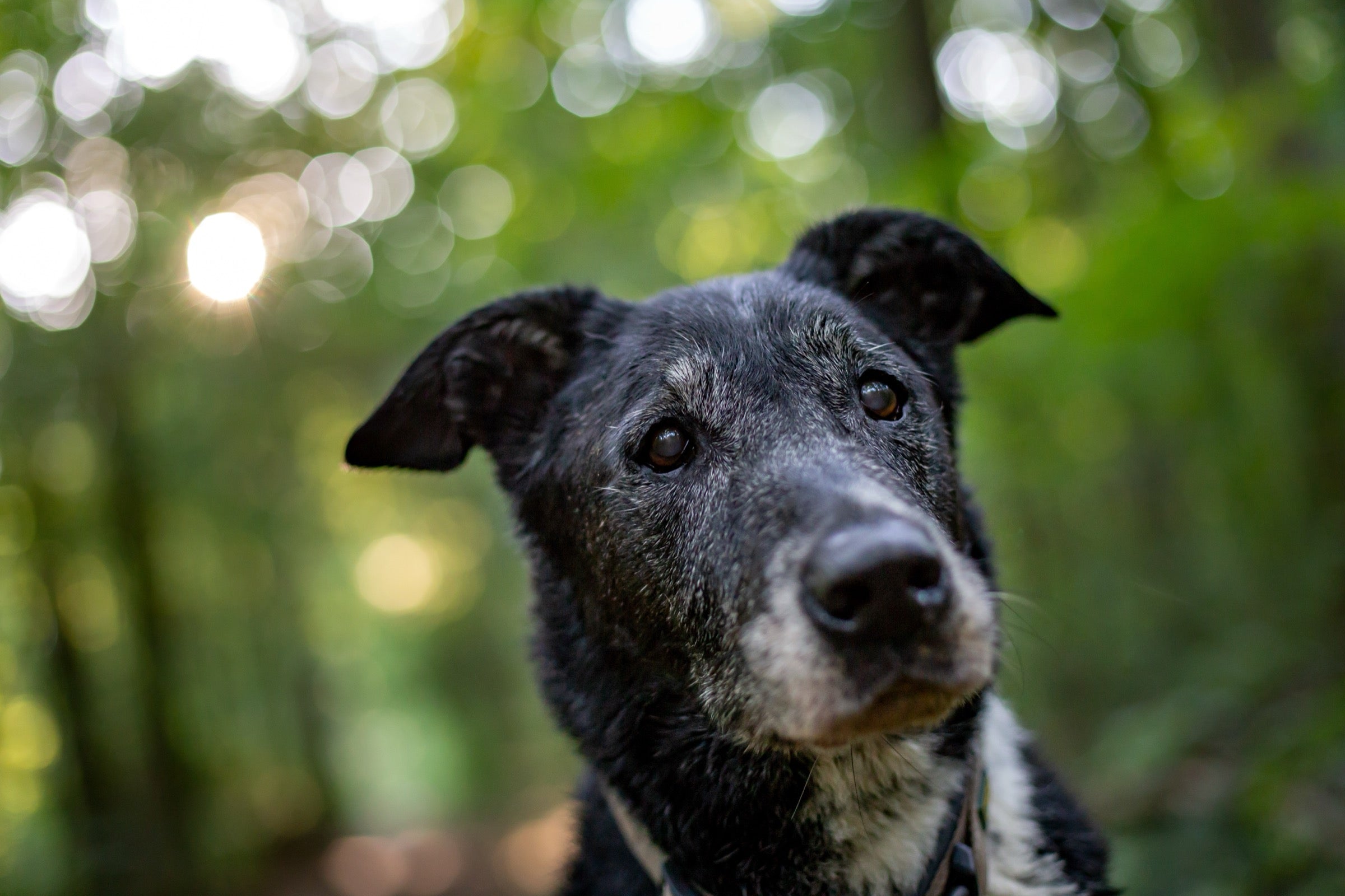 Your Dog Is Getting Older. Here's What Changes (and What Doesn't).