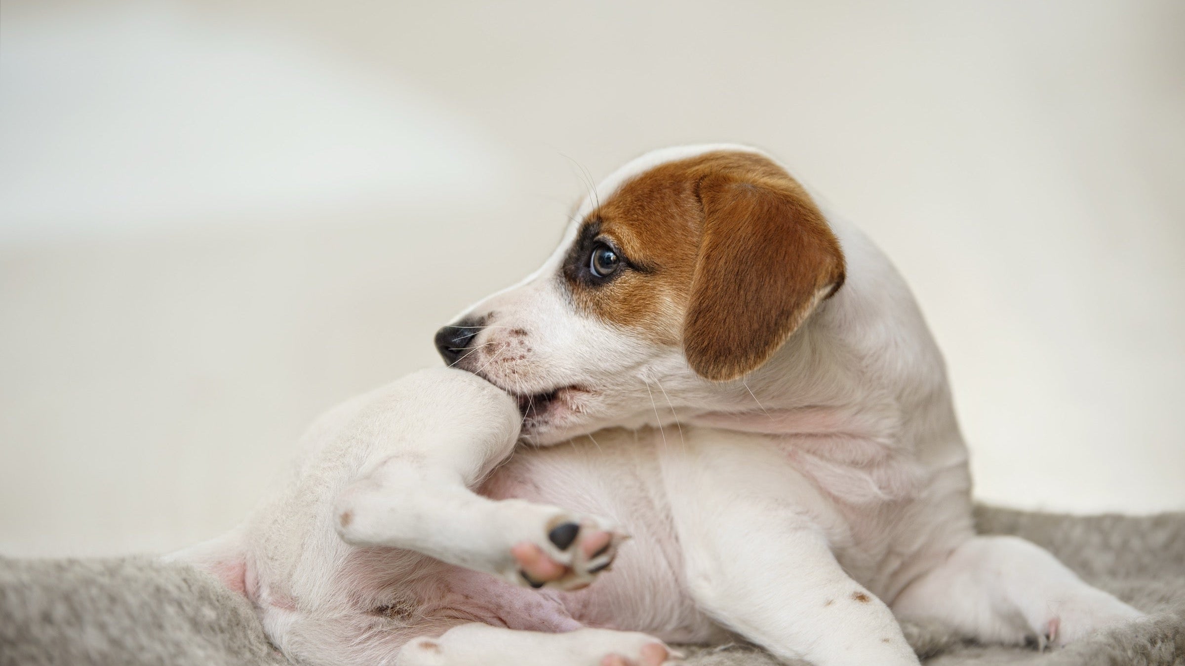 Why Is My Dog Itching So Much?