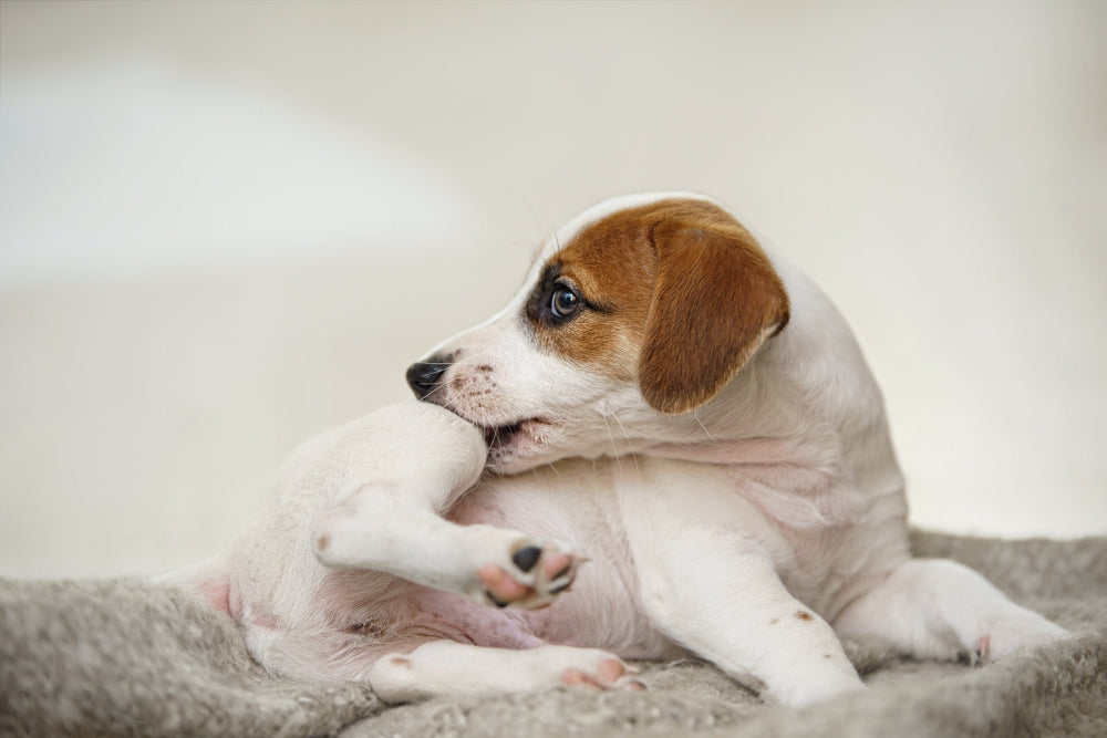 Why Is My Dog Itching So Much?