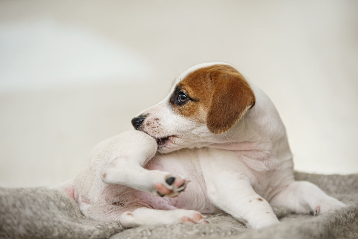 Why Is My Dog Itching So Much?