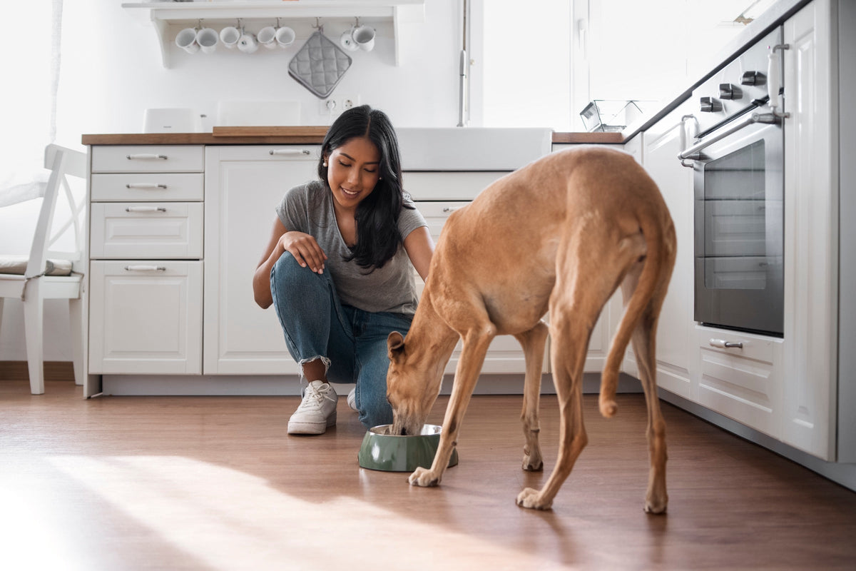 Dog Supplements 101: What's Actually Worth Paying Attention To?