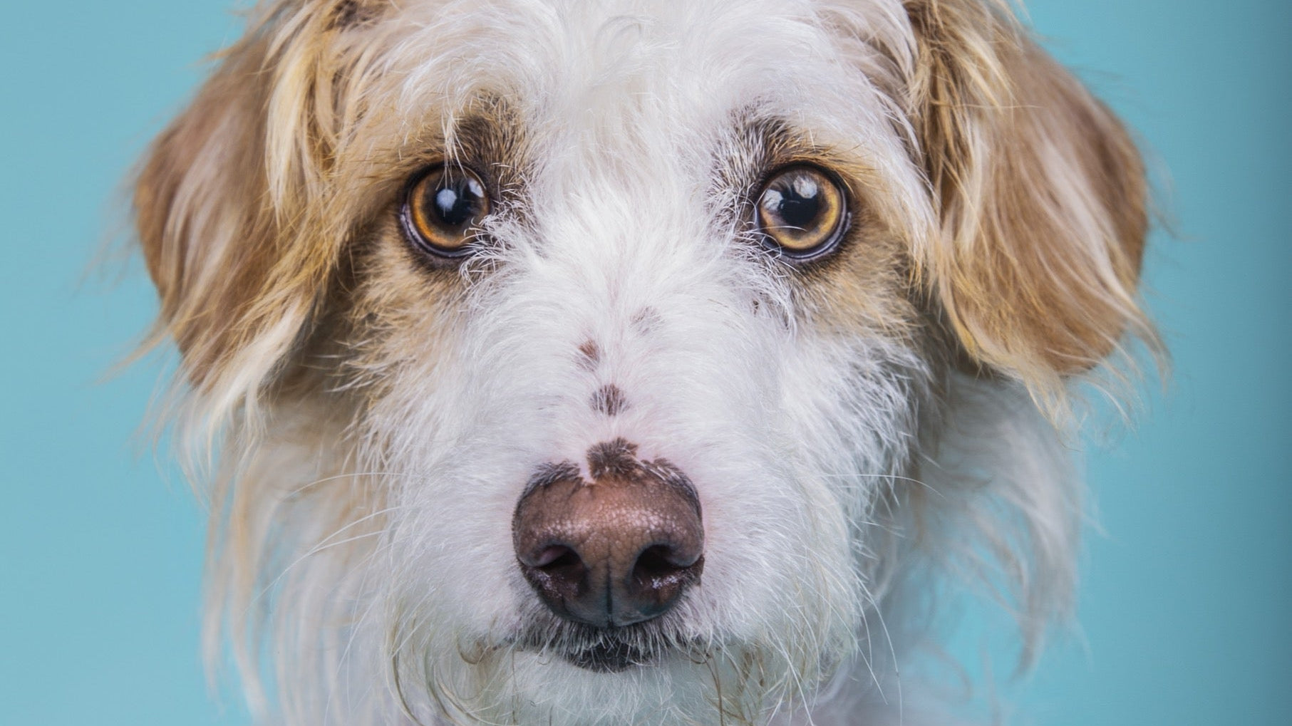 How to Read a Dog Supplement Label Without Losing Your Mind