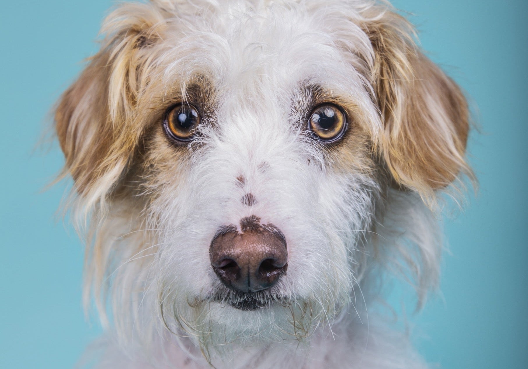 How to Read a Dog Supplement Label Without Losing Your Mind