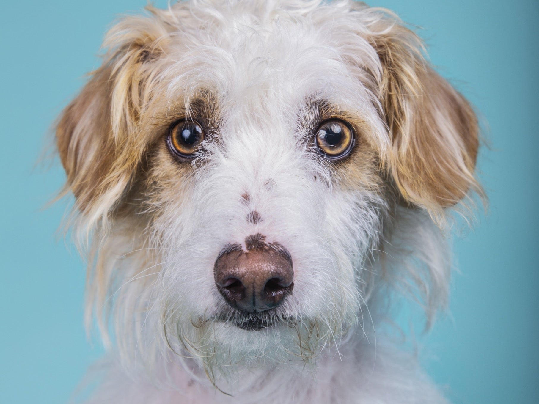 How to Read a Dog Supplement Label Without Losing Your Mind