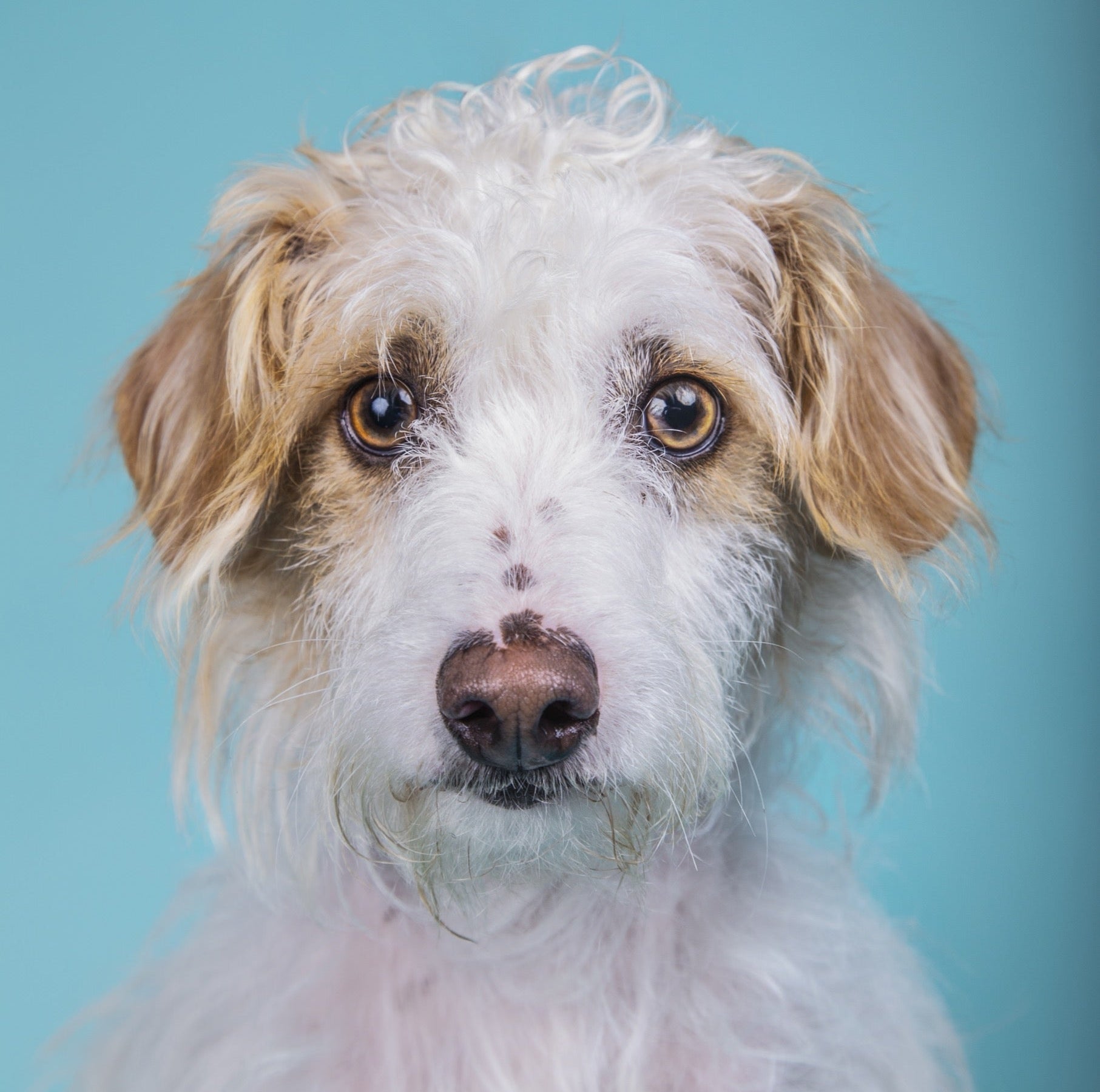 How to Read a Dog Supplement Label Without Losing Your Mind