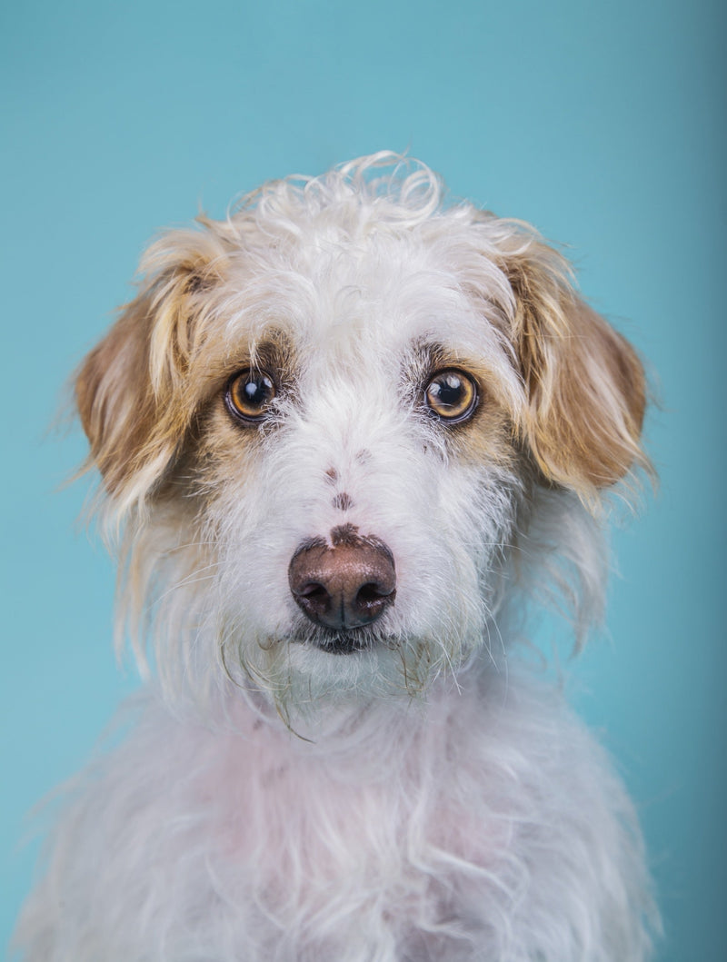 How to Read a Dog Supplement Label Without Losing Your Mind