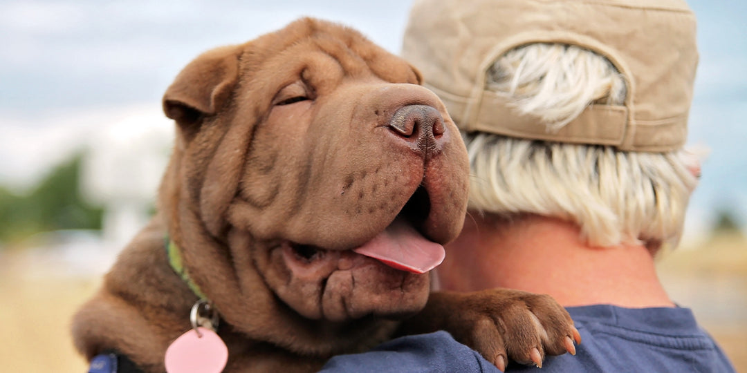 Contrasting CBD Products Crafted for Dogs vs. Humans