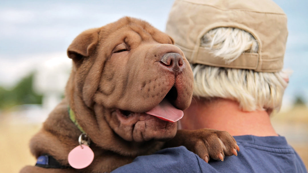 Contrasting CBD Products Crafted for Dogs vs. Humans