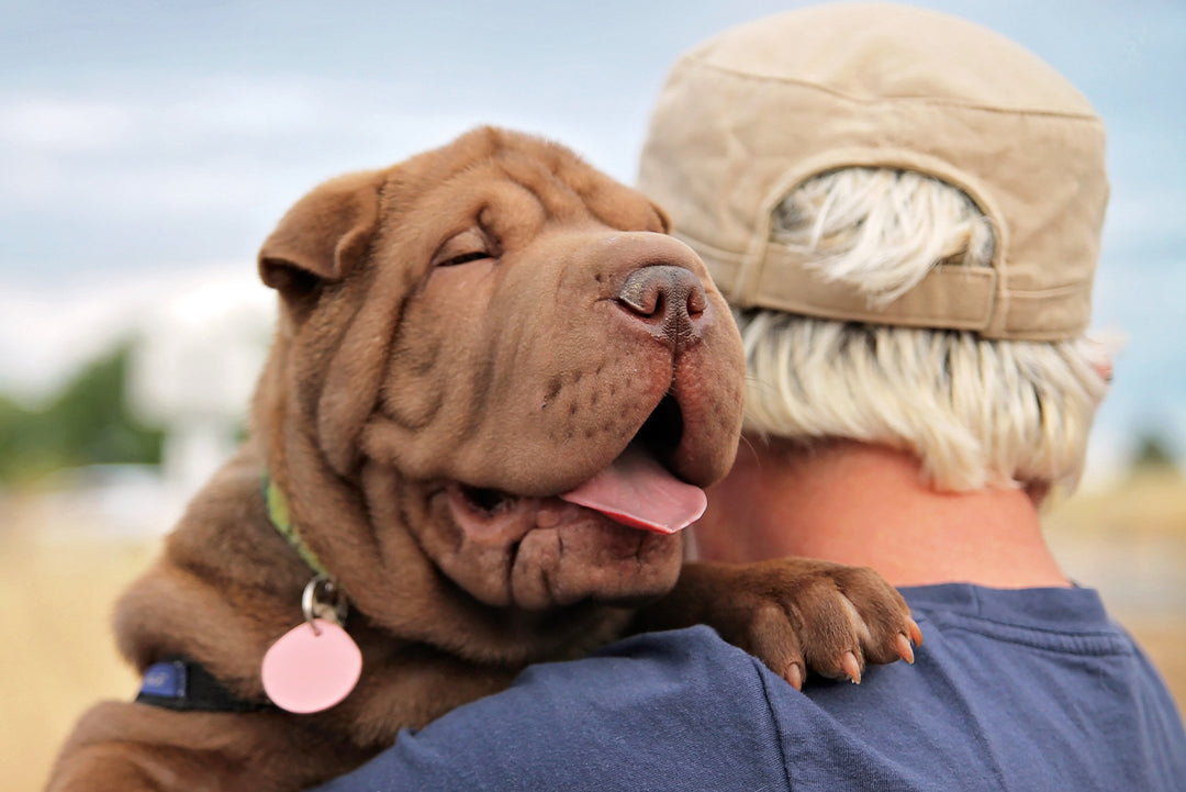 Contrasting CBD Products Crafted for Dogs vs. Humans