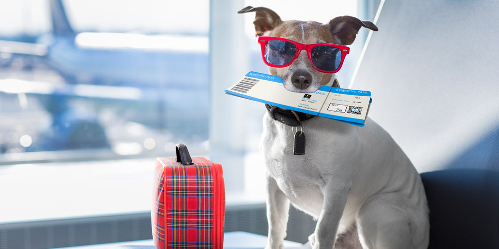 Can I Travel with CBD for My Dog? Exploring the Ins and Outs