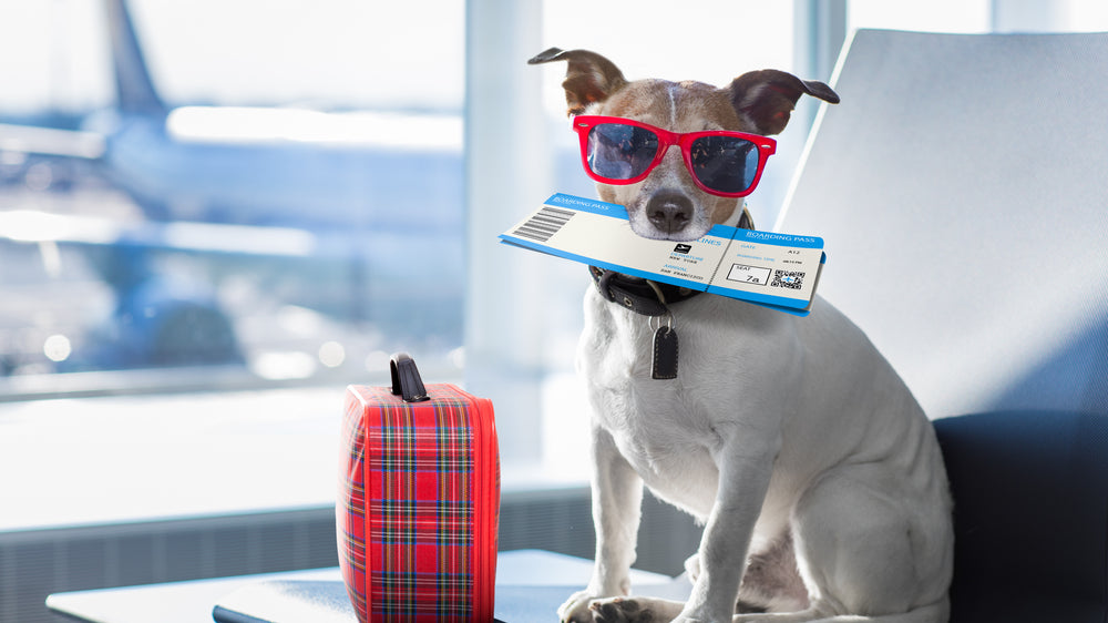 Can I Travel with CBD for My Dog? Exploring the Ins and Outs