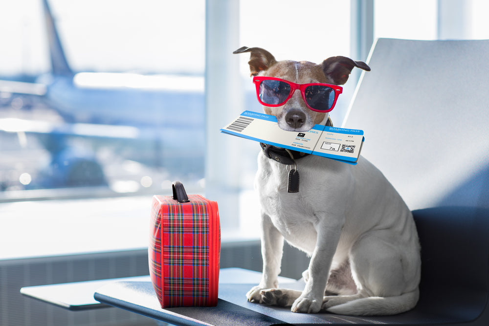 Can I Travel with CBD for My Dog? Exploring the Ins and Outs